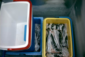 Fische in der Box im Freezer