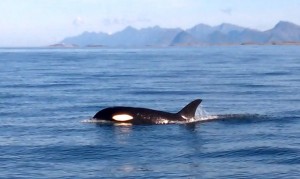 Naturschauspiel: ein Orca in Norwegen