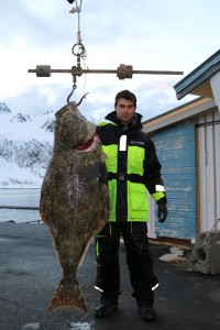 Auftakt nach Maß: 42kg Heilbutt in Loppa Havfiske