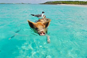 Schwein mit Möwe im Meer