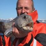 Katfisch: gern gesehen bei Anglern in Norwegen