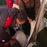 erfolgreiche Angler in Norwegen: Heilbuttverarbeitung