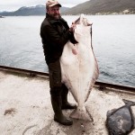 finnischer Angler mit 43kg Heilbutt am Rotsund