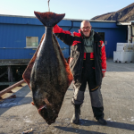 Anglerglück in Norwegen: 98kg Heilbutt