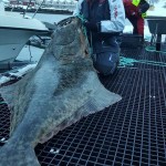 Dåfjord Havfiske - Martin Behr mit 170kg Heilbutt